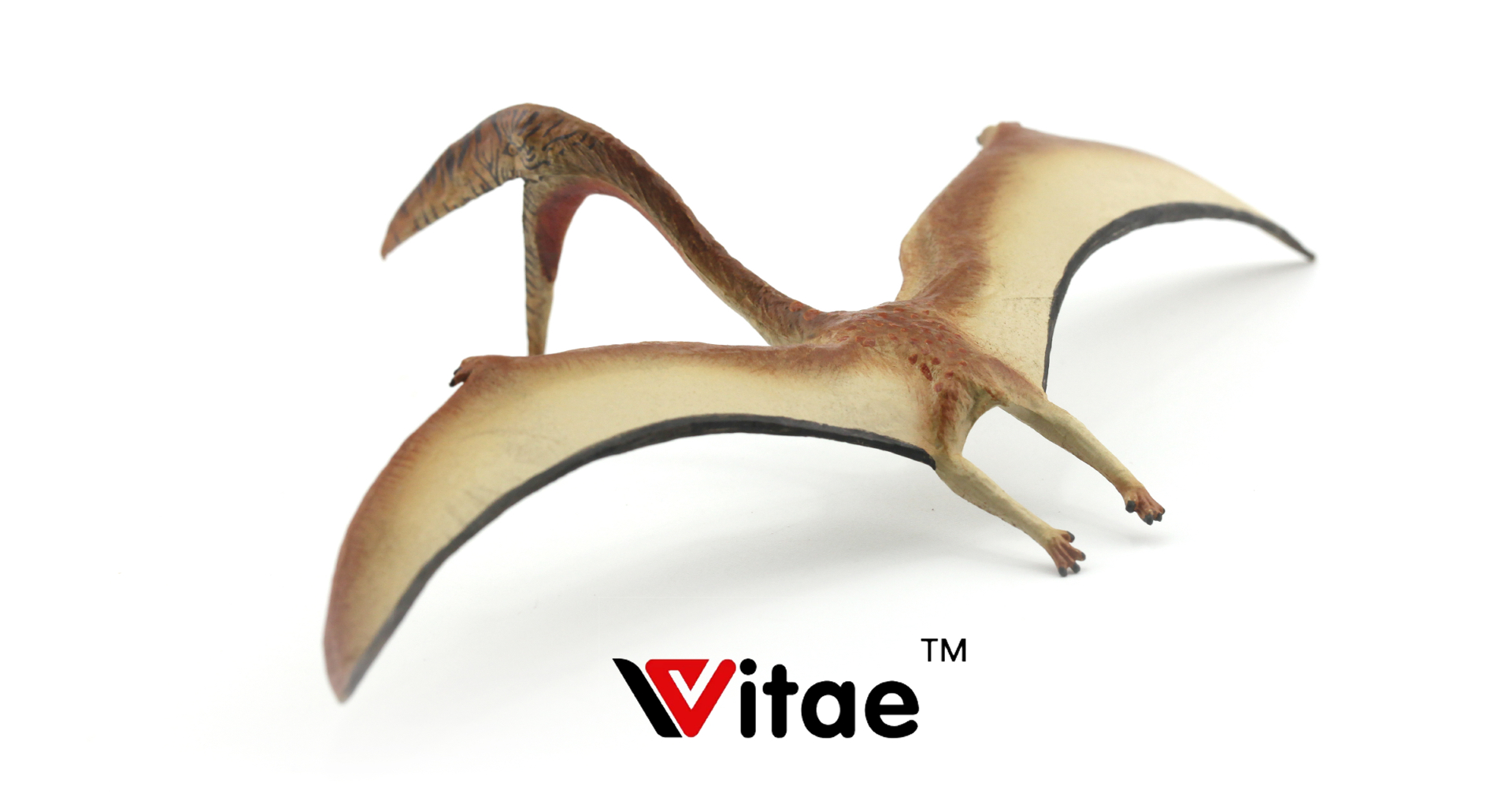 In Stock Vitae Zhejiangopterus Dinosaur Model 1/35 16cm Static Statue  Pterodactyloidea Azhdarchidae Pterosaur
